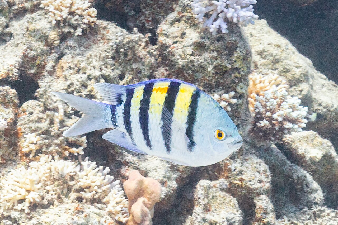 Photo of Panamic Sergeant Major