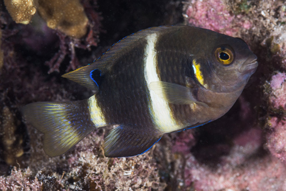 Surge Demoiselle/damselfish