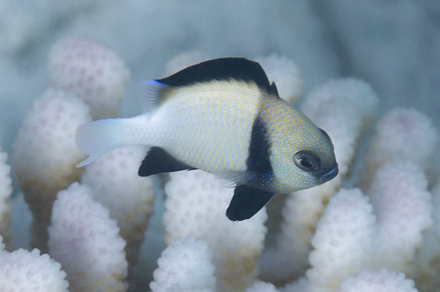 Cloudy Damsel/Dascyllus