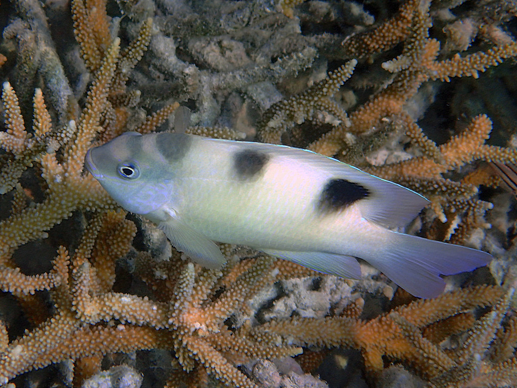 Photo of White Damsel