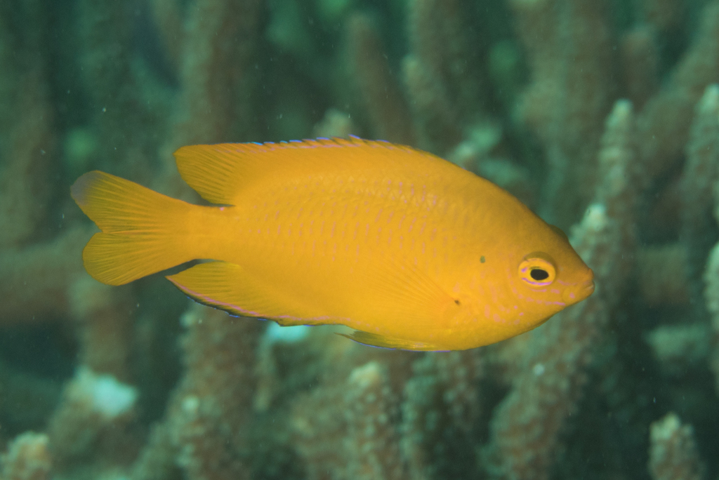 Lemon Damselfish