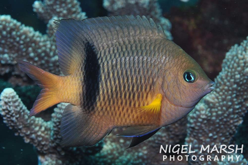 Johnston Island damsel