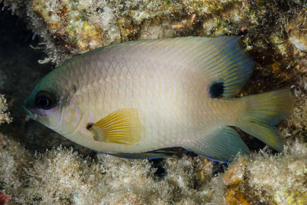 Whitespotted devil/Jewel Damsel