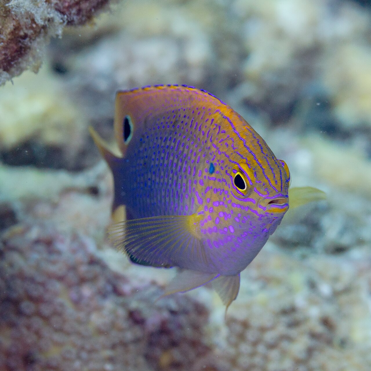 Ocellate/Princess Damselfish