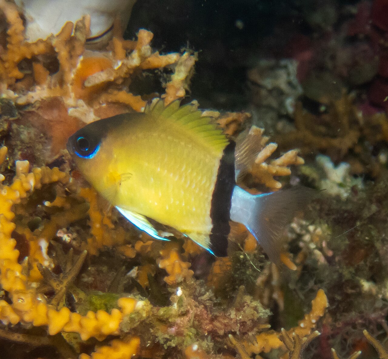 Black Bar Chromis