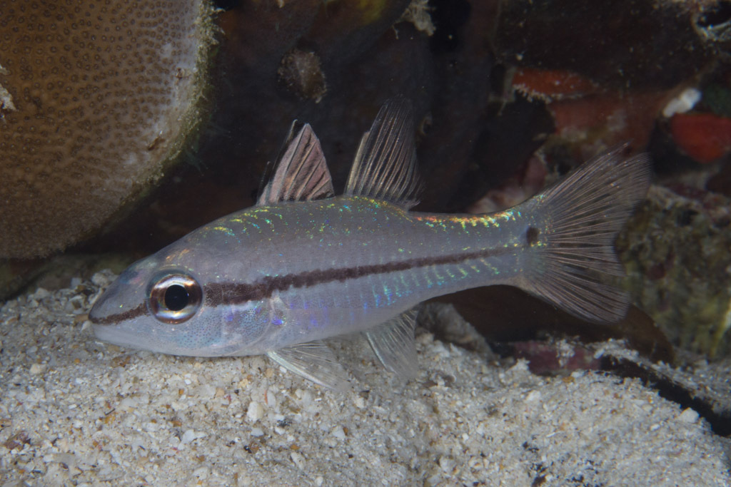 Narrowstripe/Oneline Cardinalfish