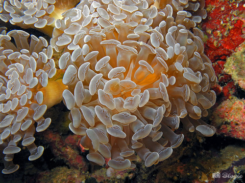 Yellow neon Branching Bicolor Hammer