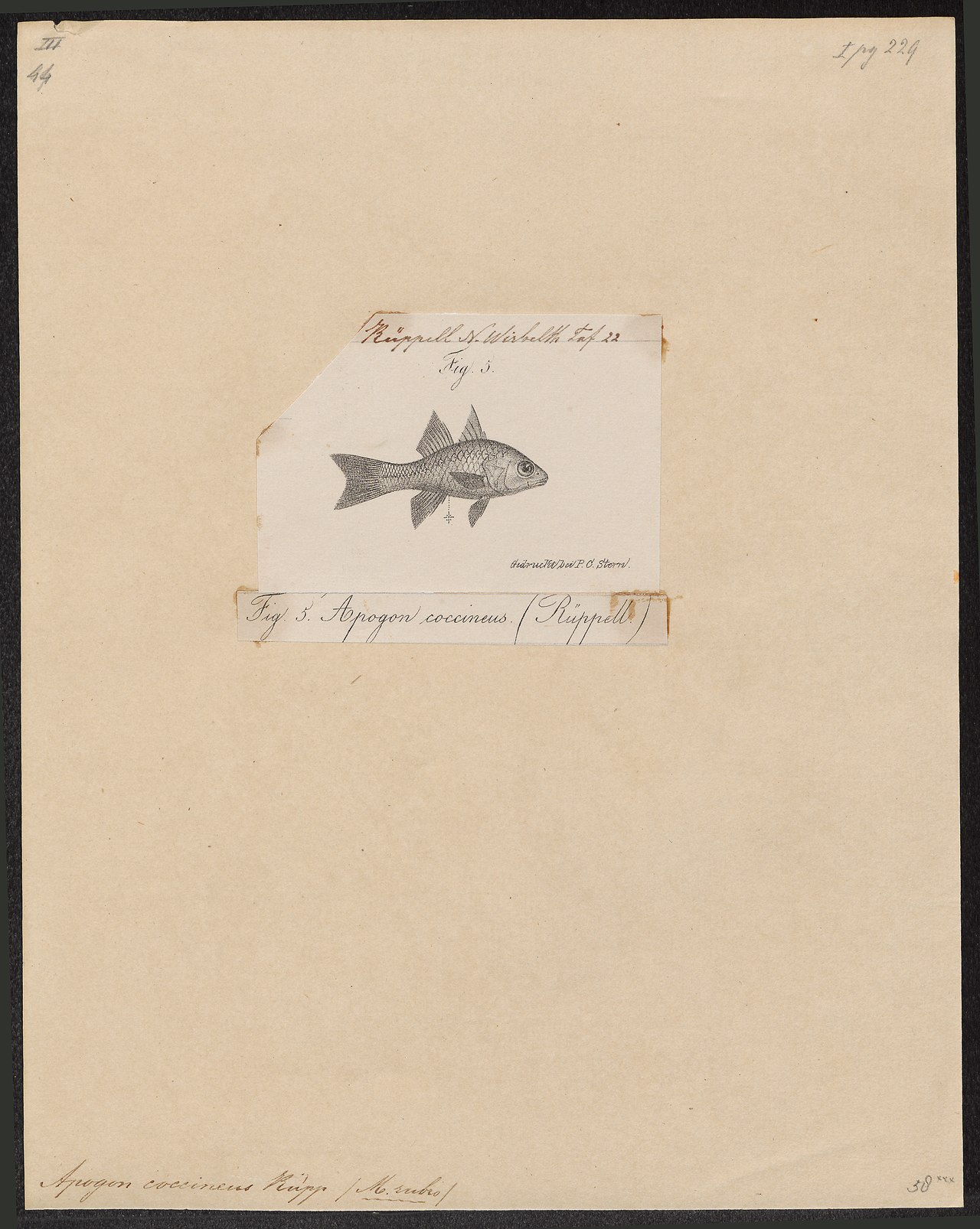 Ruby Cardinalfish