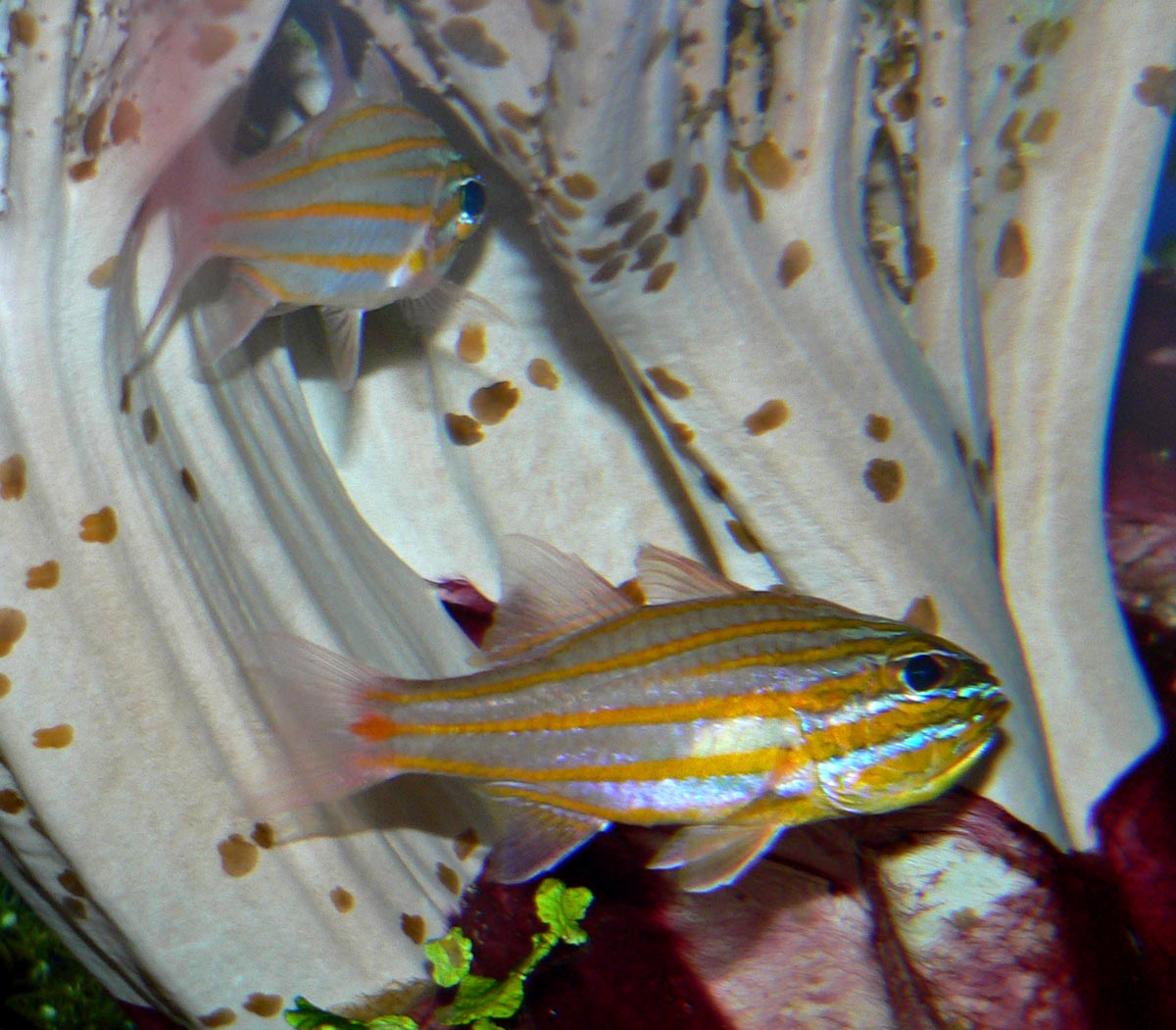 Yellowstriped/Gold - Striped Cardinalfish