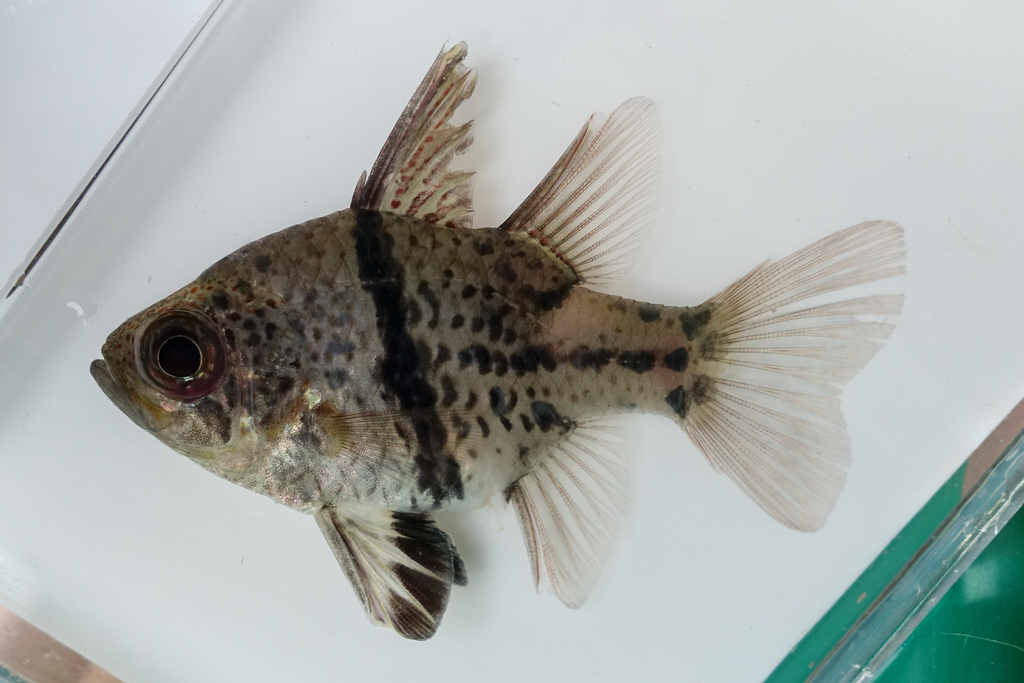 Orbiculate cardinalfish