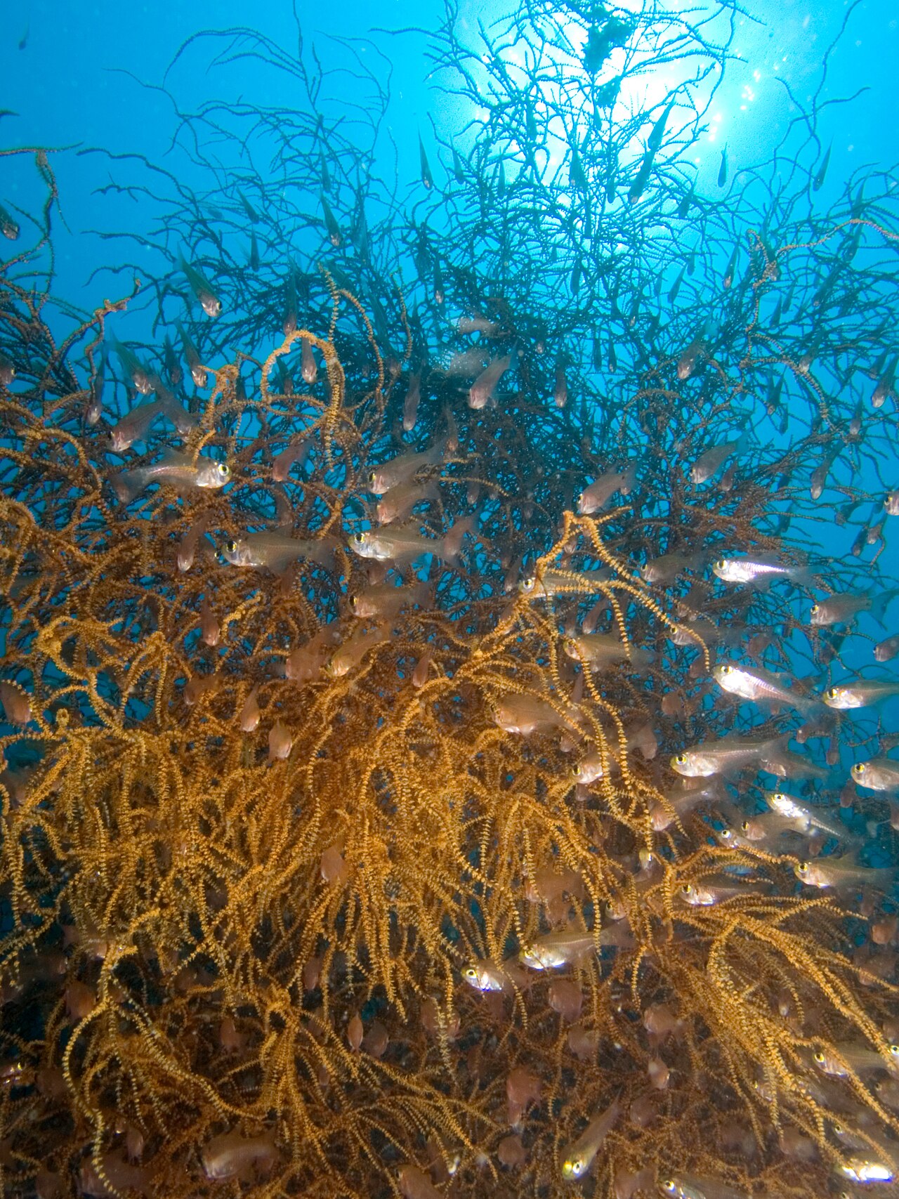 Golden Sweeper Fish