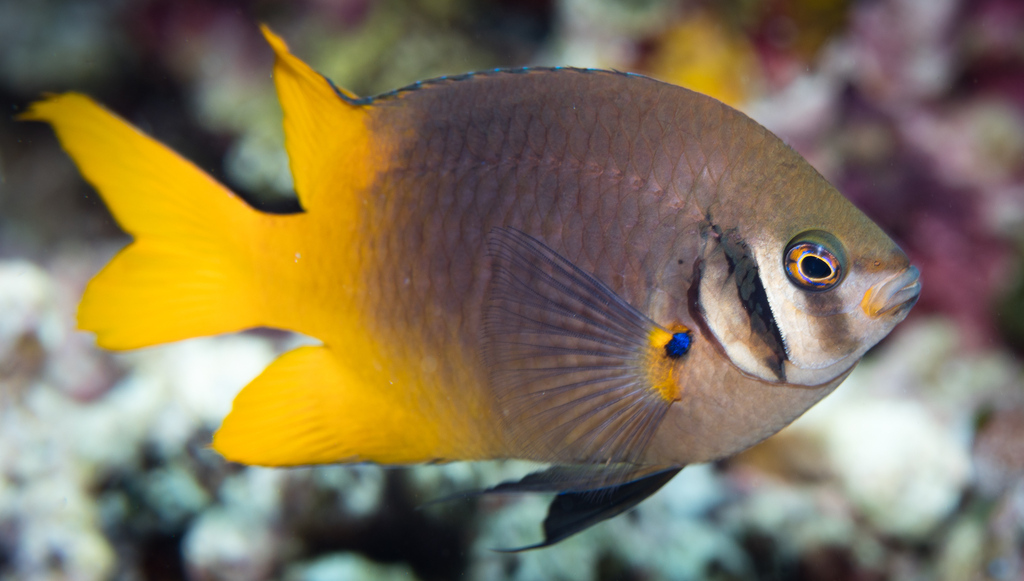 Photo of Black and Gold Chromis