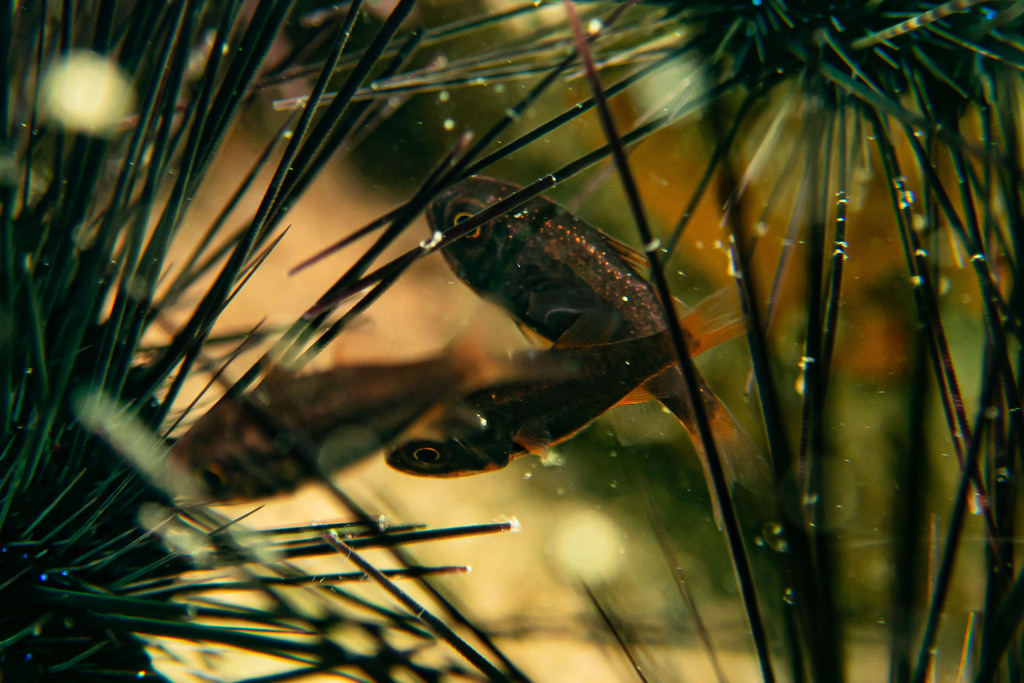 Crown-of-thorns cardinalfish/Duskylined Siphonfish