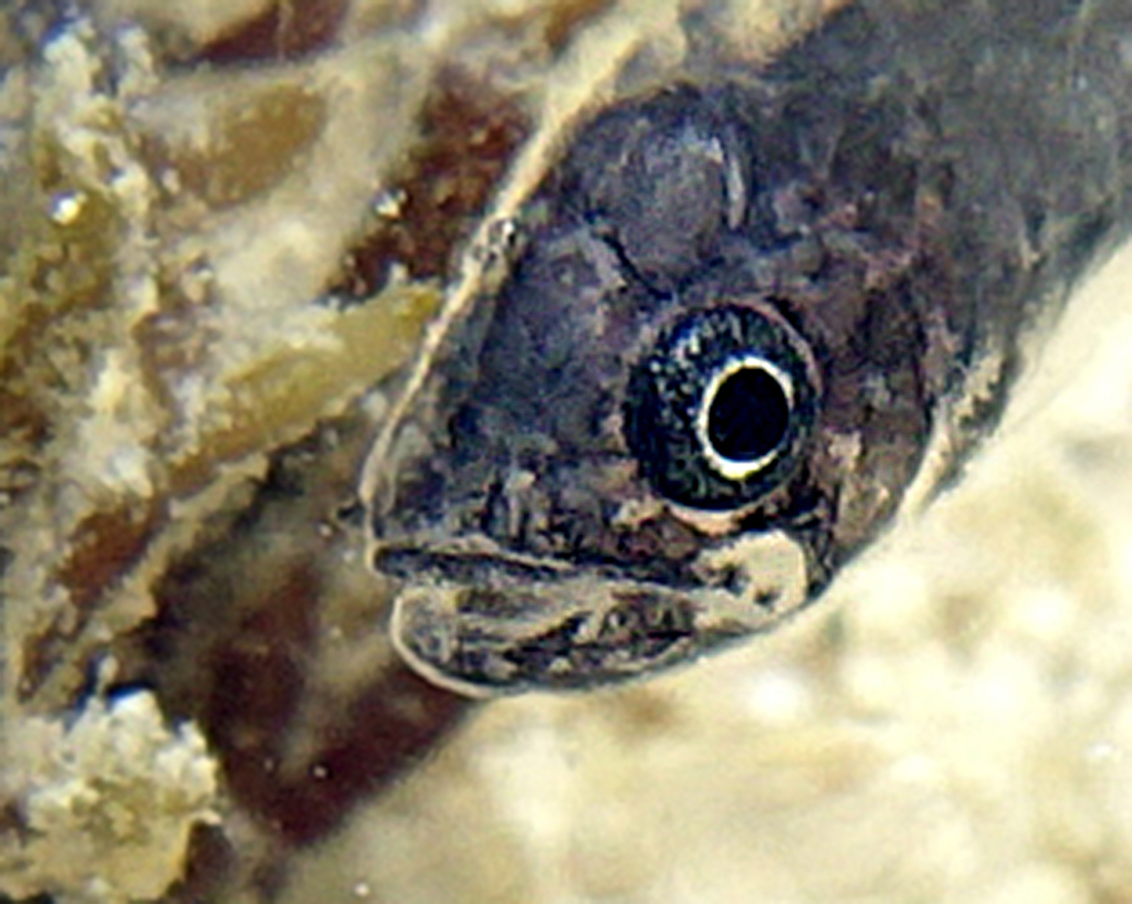 White jawed cardinalfish