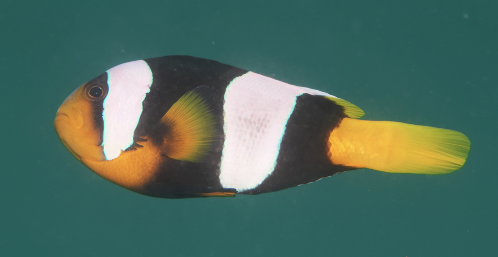 Seba's Anemonefish