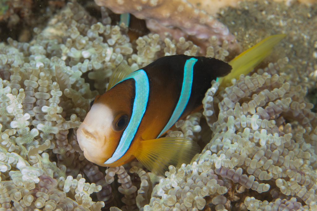 Wide Band Anemonfish