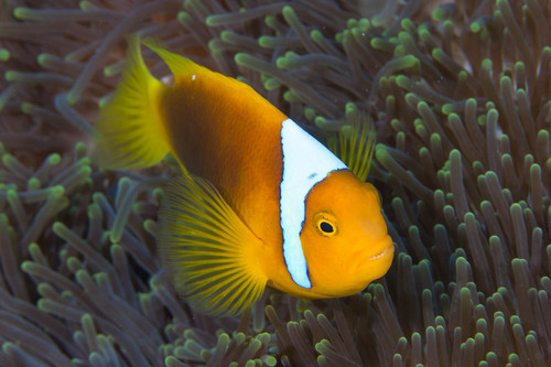 Whitebonnet/Whitecap Anemonfish