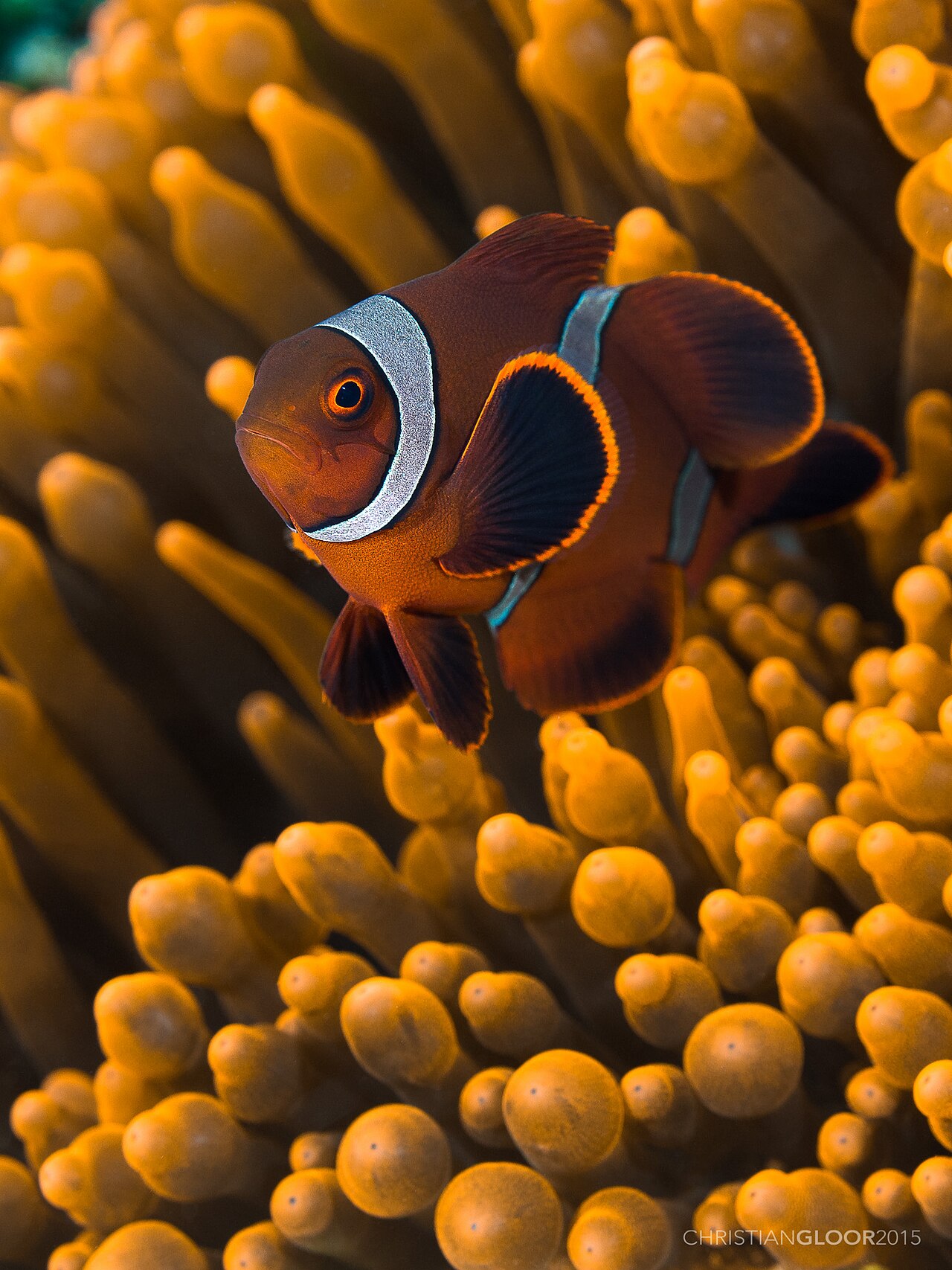 Spine Check Anemone Fish Pair
