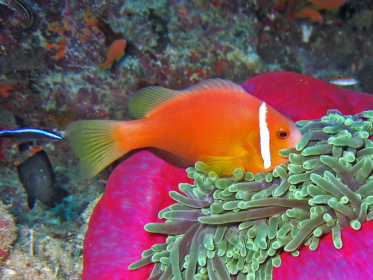 Maldive/Black-finned Anemonefish