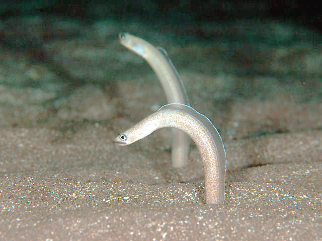 Red Garden Eel