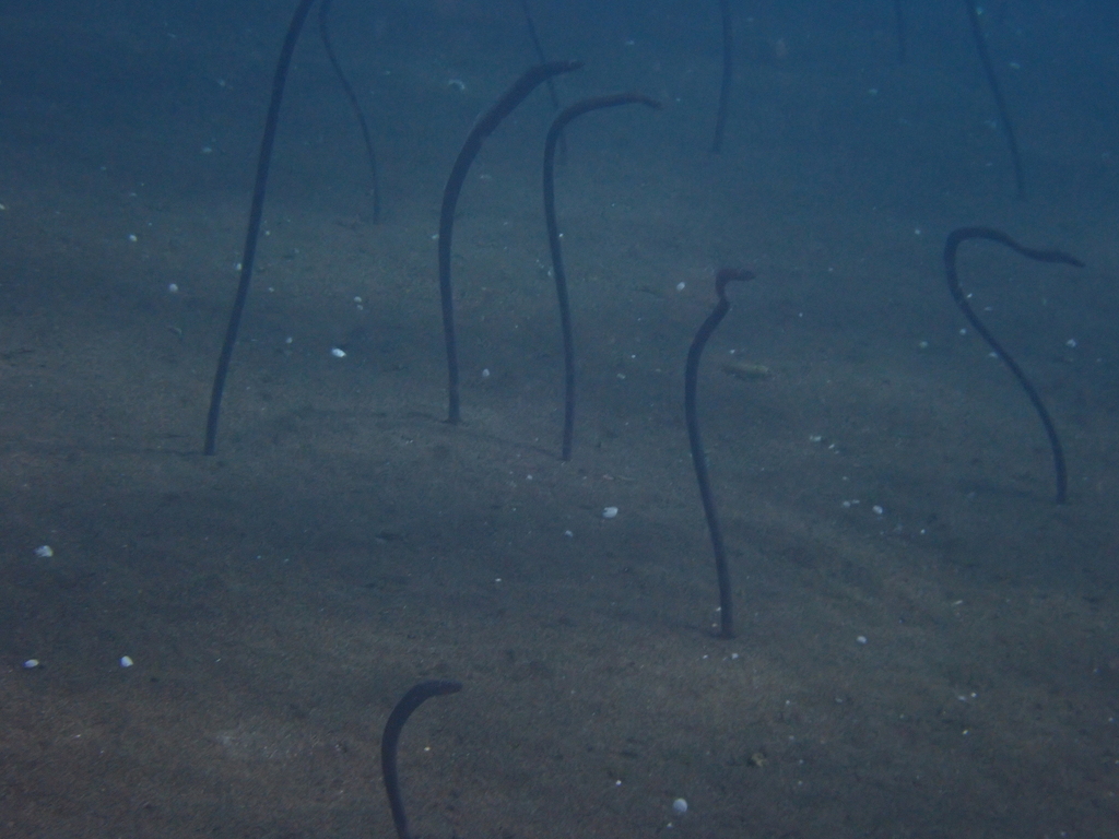 Photo of Pacific Spaghetti eel