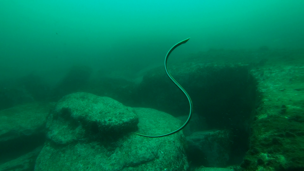 Black-striped snake eel