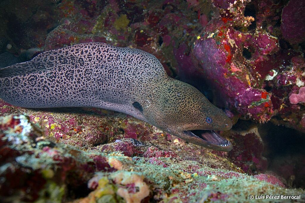 Photo of Spotted moray eel