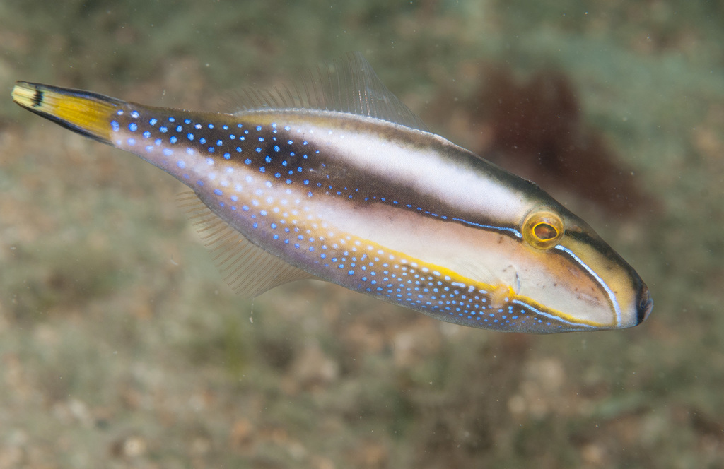 Bridled leatherjacket/Green Filefish