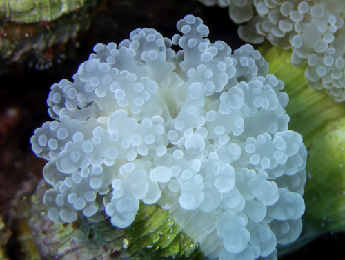 Green neon Frogspawn Branch
