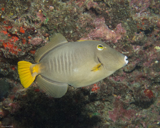 Whitespotted filefish/Barred Leatherjacket