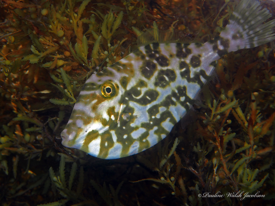Unicorn leatherjacket filefish