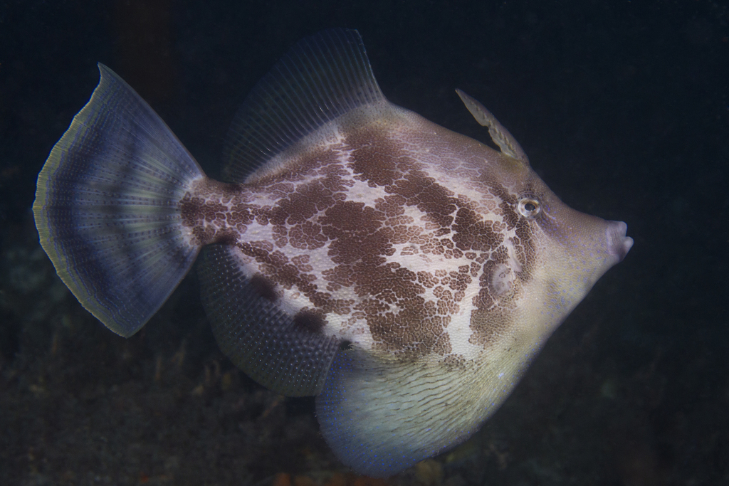 Fan bellied filefish