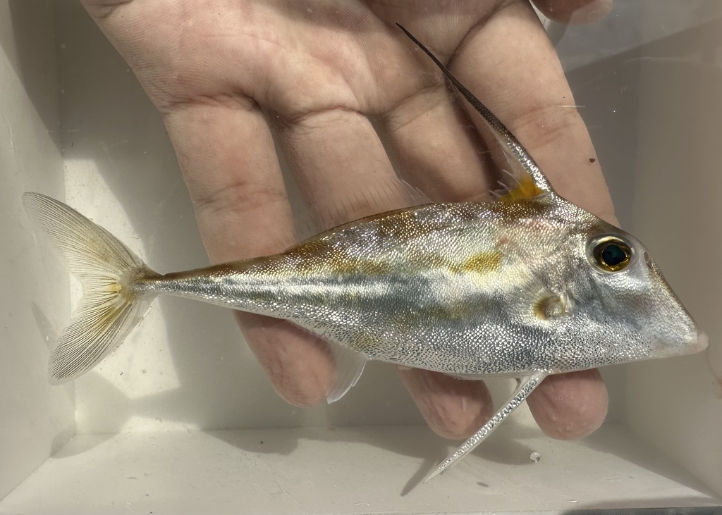 Long-tail/Bloch`s Tripodfish