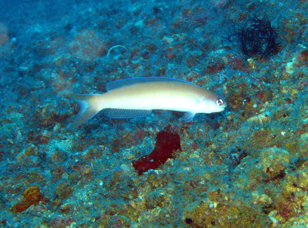 Photo of Chameleon sand/flashing tilefish