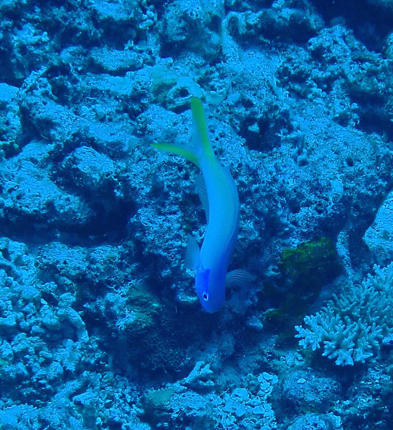 Tilefish Pastel