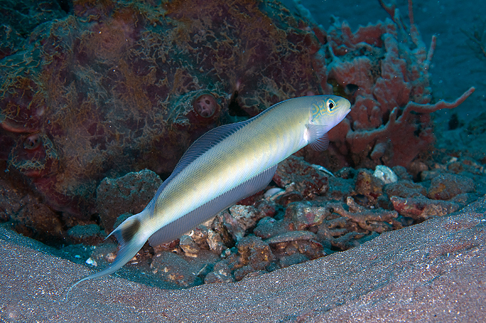 Sand/Redstripe / Banded Tilefish