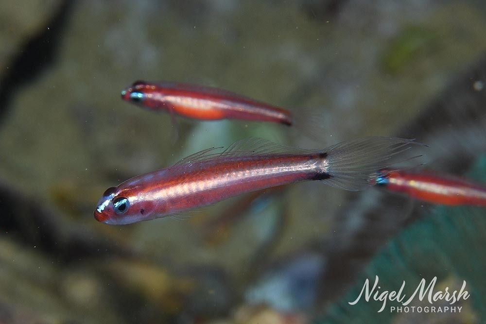 Two stripe pygmy/dwarf goby