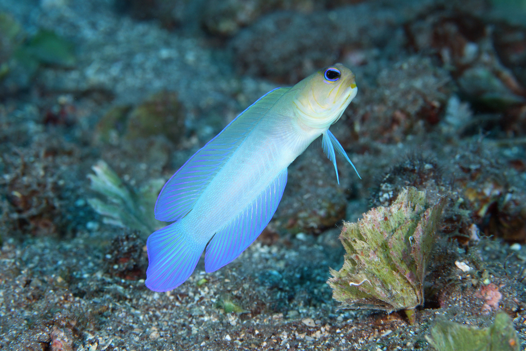 Spotfin jawfish