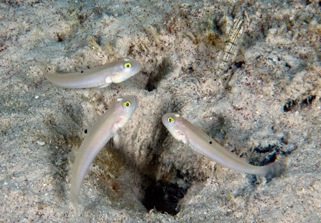 Sixspot/Sleeper Blue Dot Goby