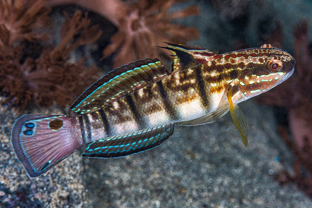 Nocturn/Pyjama Goby