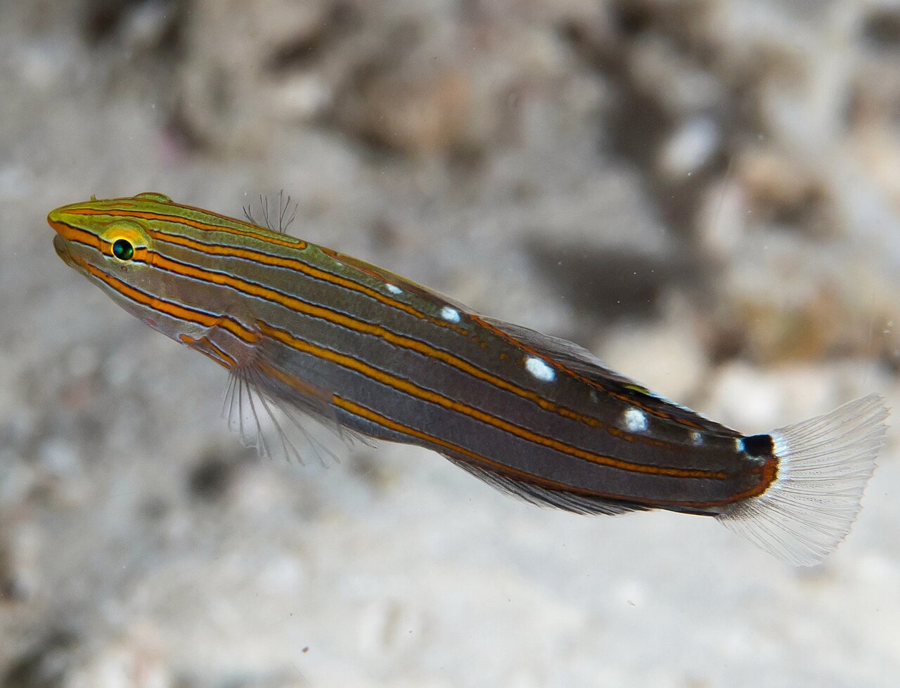 Old Glory Goby