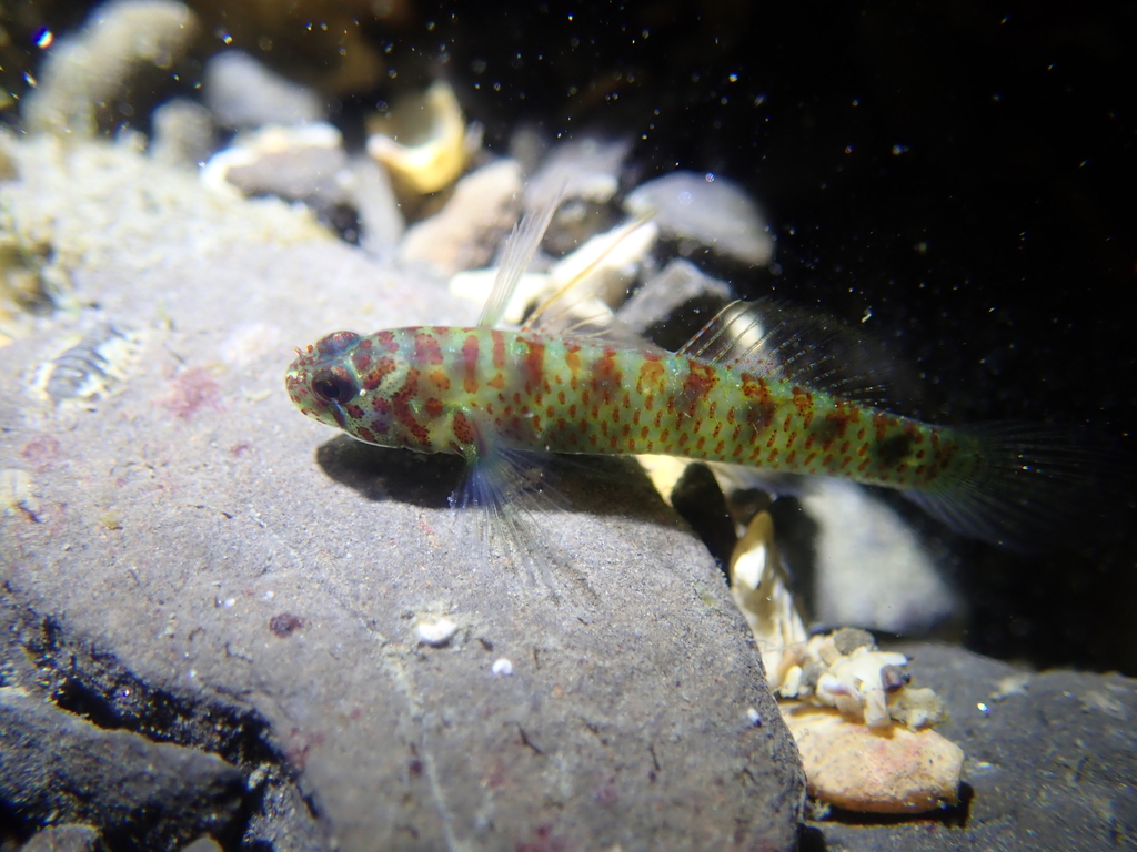 Greenbubble dwarfgoby/Red and White Spotted