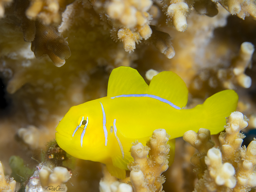 Broad-barred/Green Coral Goby Fish