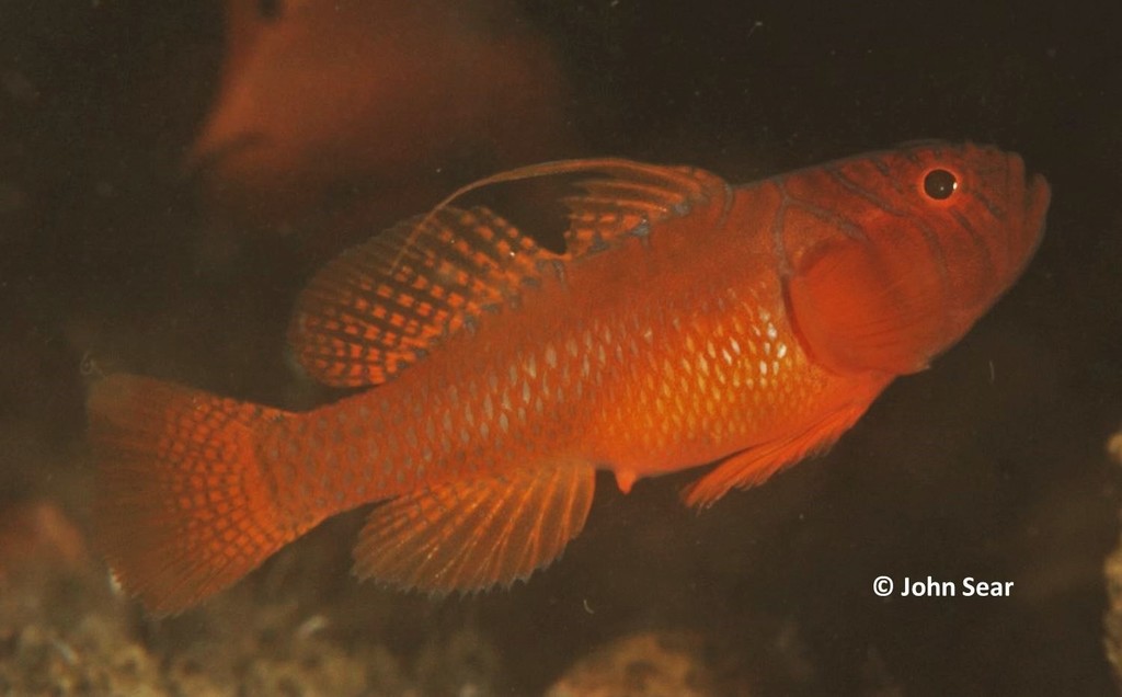 Half Barred Goby