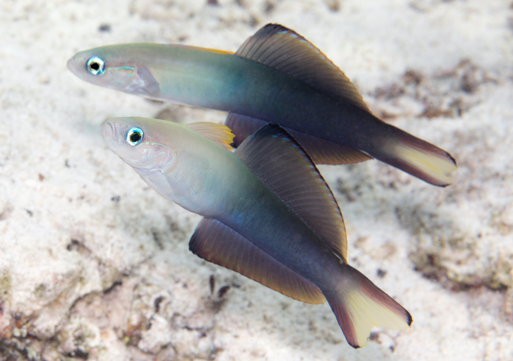 Blue hana goby/Thread-tail Dartgoby