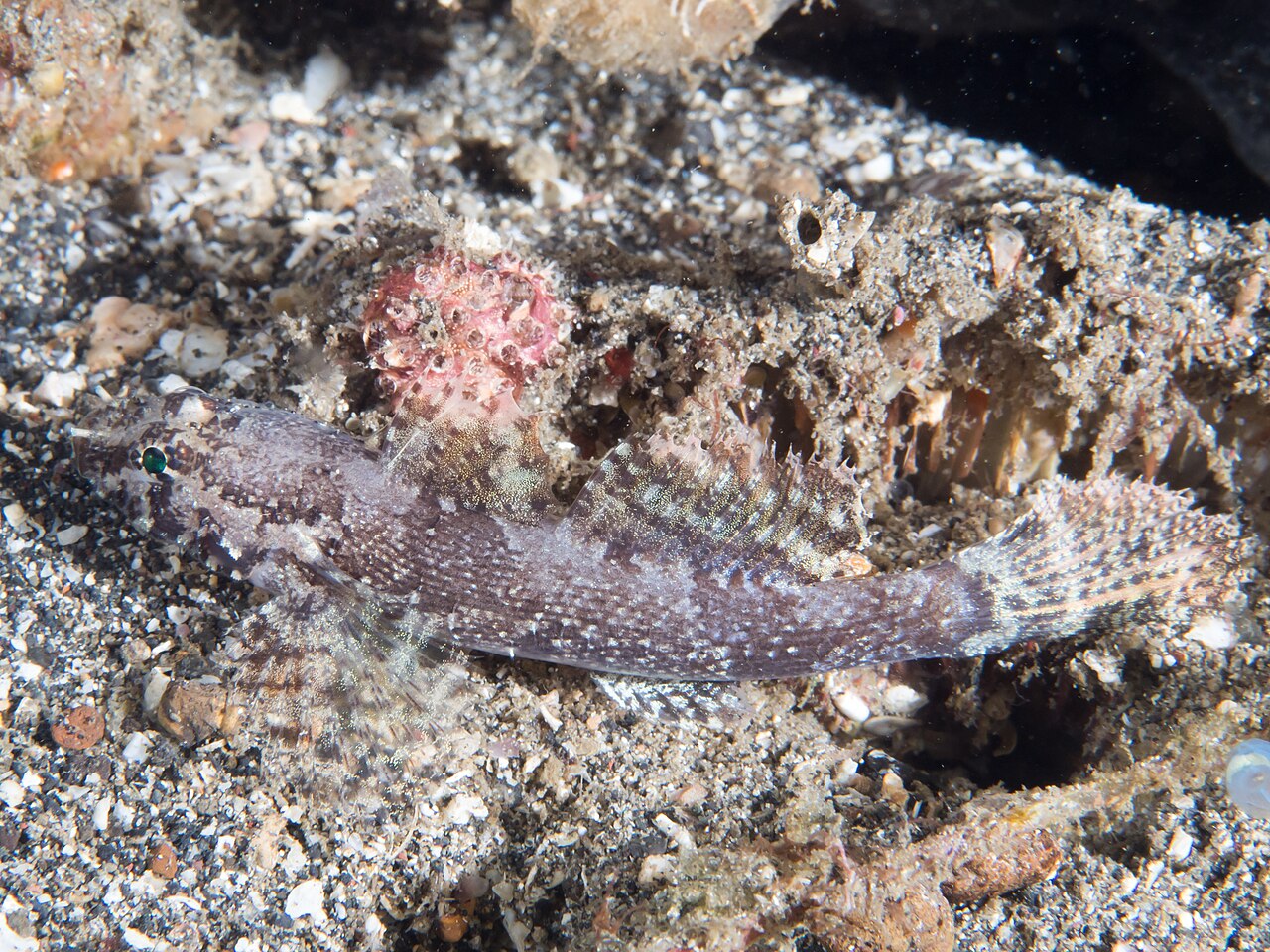 Pacific/flap-headed goby