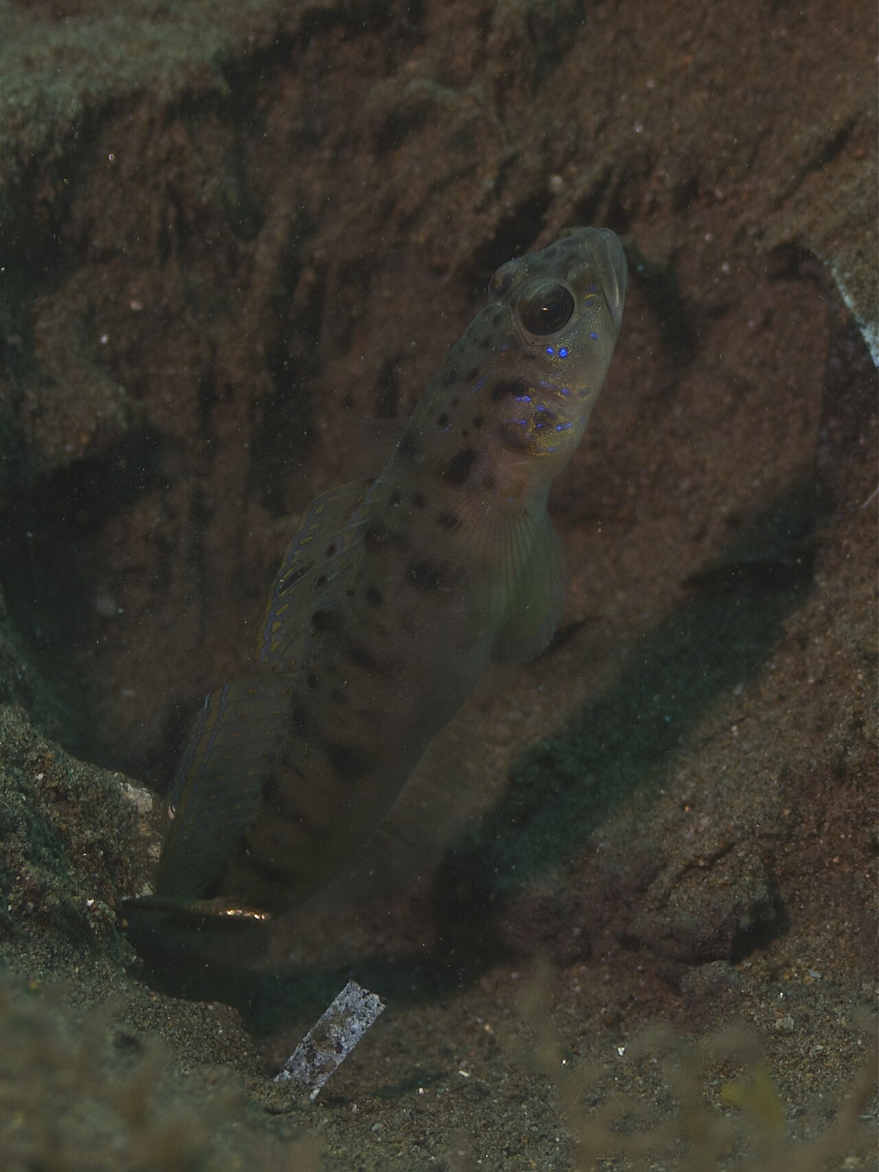 Ambanoro prawn-goby