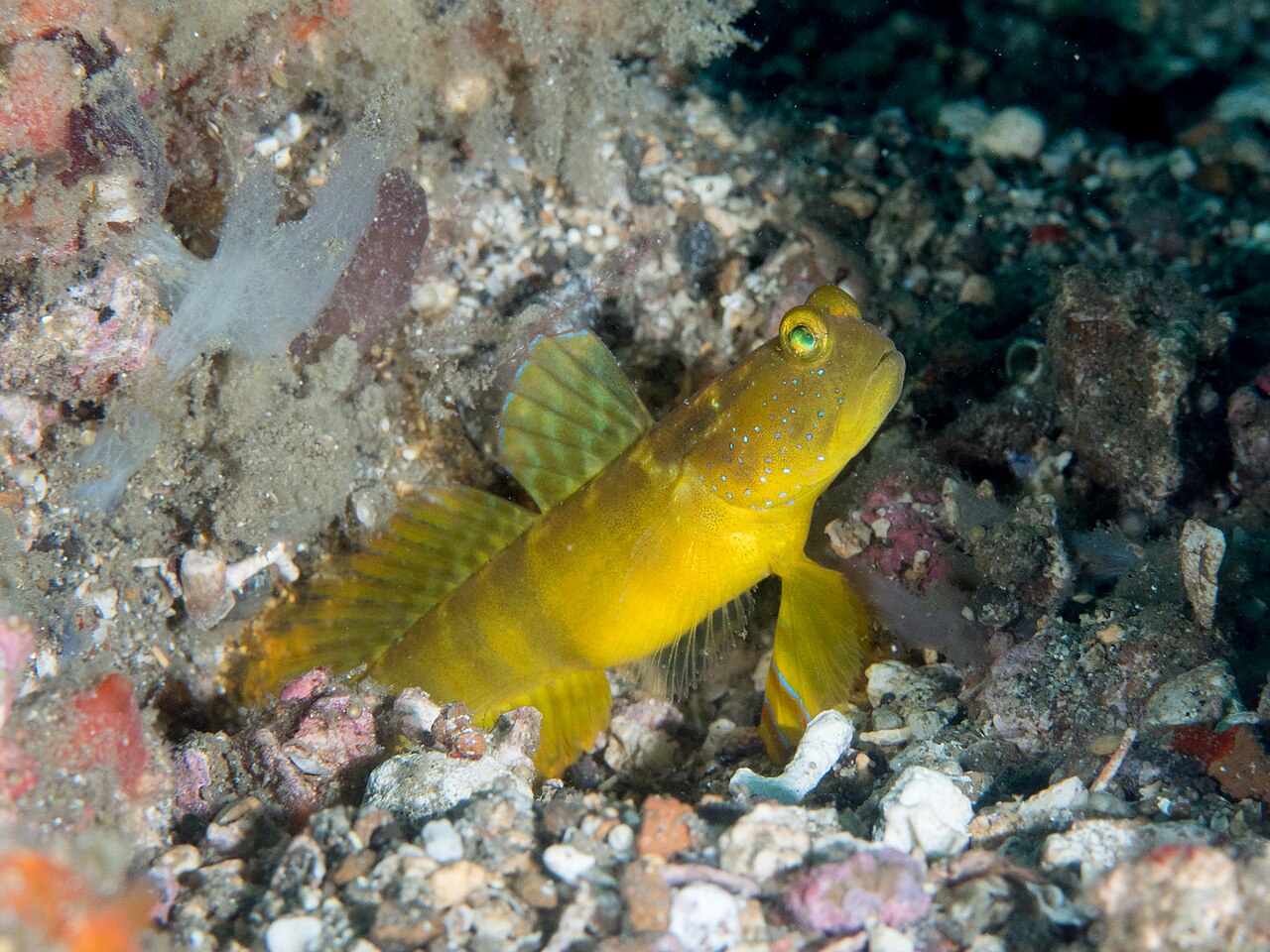 Ventral-Barred Shrimp Goby