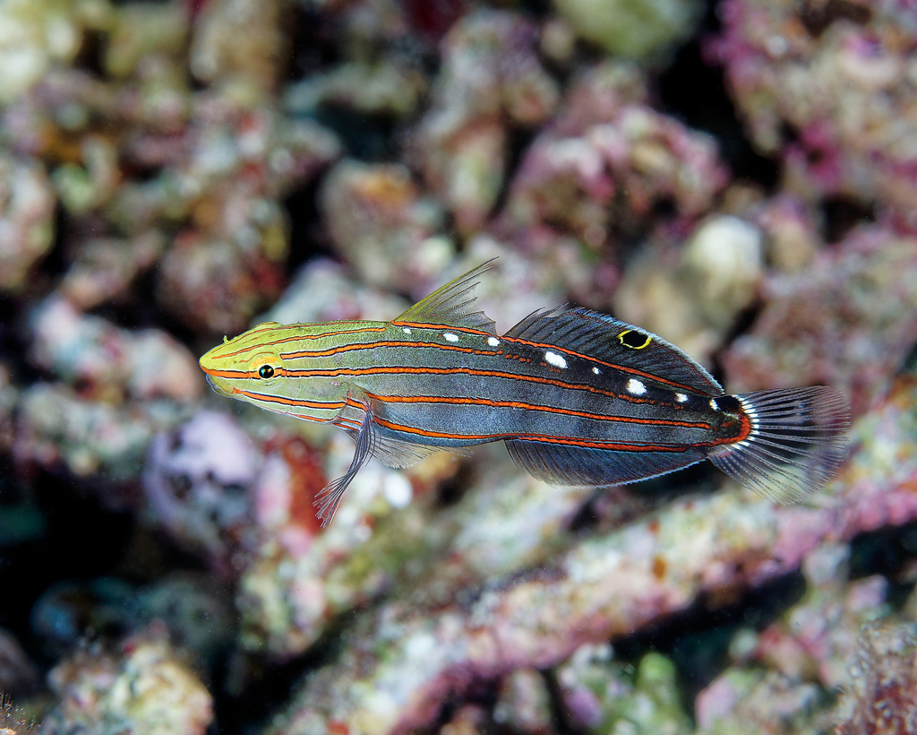Hector's Goby