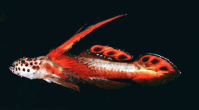 Spikefin goby/Griessingei Goby